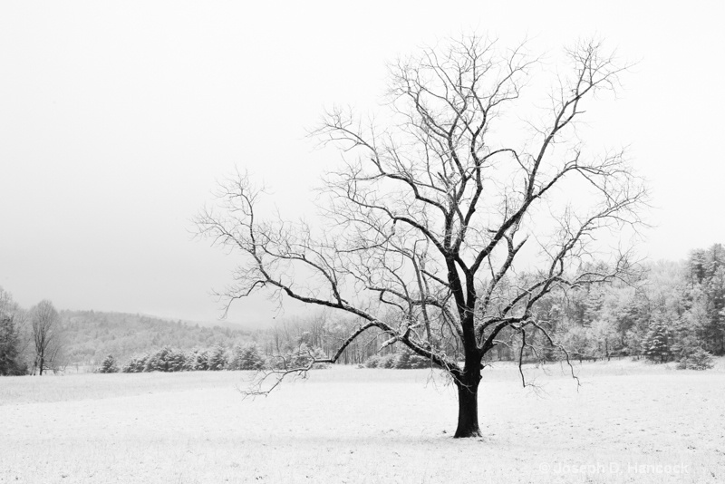  8009186 - Tree in Snow (B&W) - ID: 14829222 © Joseph D. Hancock