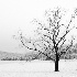 2 8009186 - Tree in Snow (B&W) - ID: 14829222 © Joseph D. Hancock