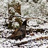 2 8009249 - Turkey in the Snow - ID: 14829223 © Joseph D. Hancock