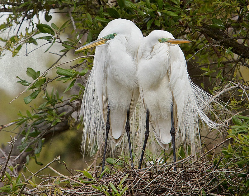 The Couple