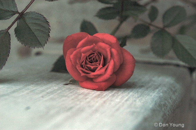 Red Rose