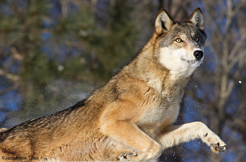 Gray Wolf - ID: 14829257 © Jacqueline A. Tilles