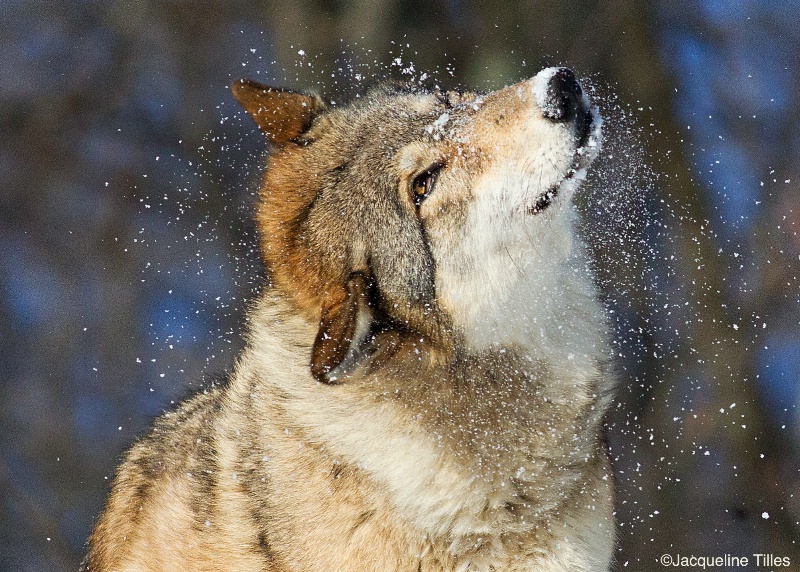 Gray Wolf Head Shake - ID: 14829258 © Jacqueline A. Tilles