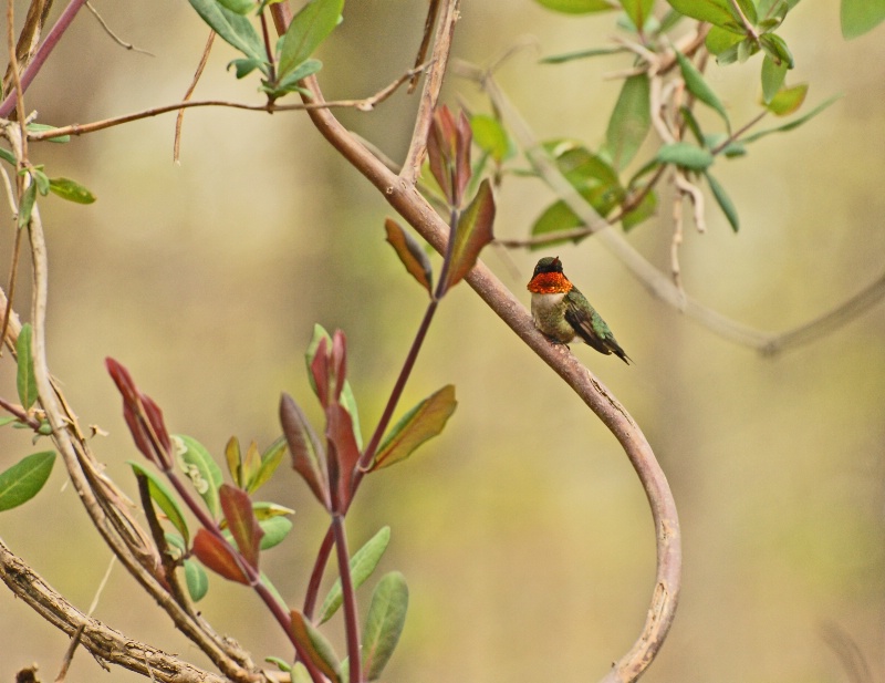 Little Bird in a Big World