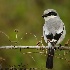 2Loggerhead Shrike - ID: 14829381 © Carol Eade