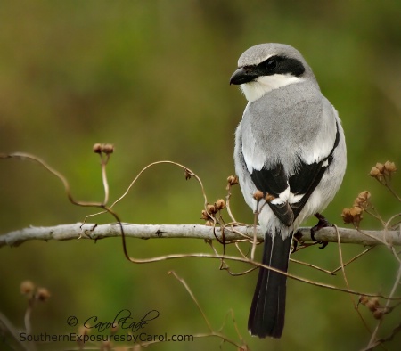 Loggerhead Shrike