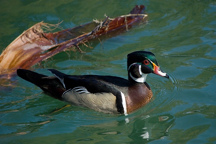 Wood Duck