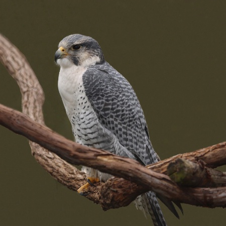 Peregrine falcon 