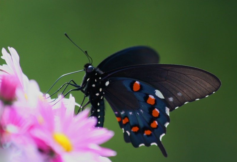 Black Swallowtail Butterfly on Mums 
