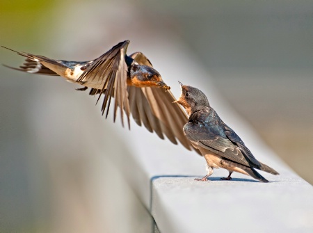 Rocket Feeding