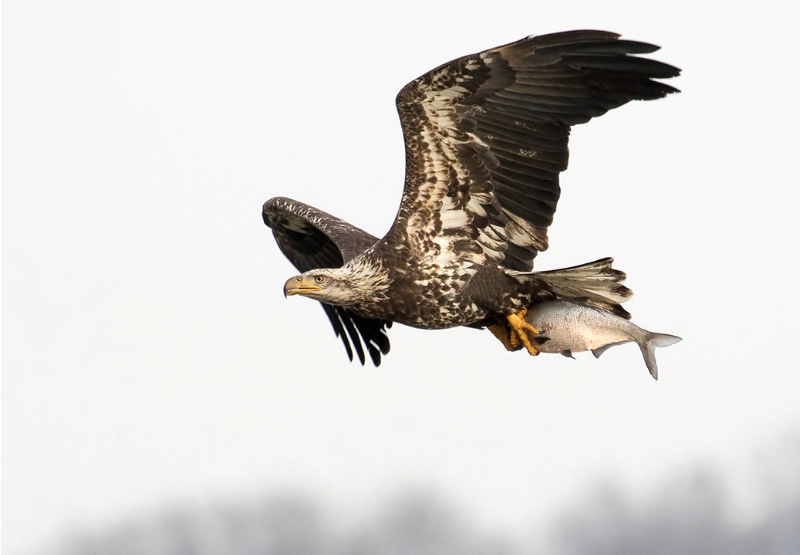 Bald Eagle with prey