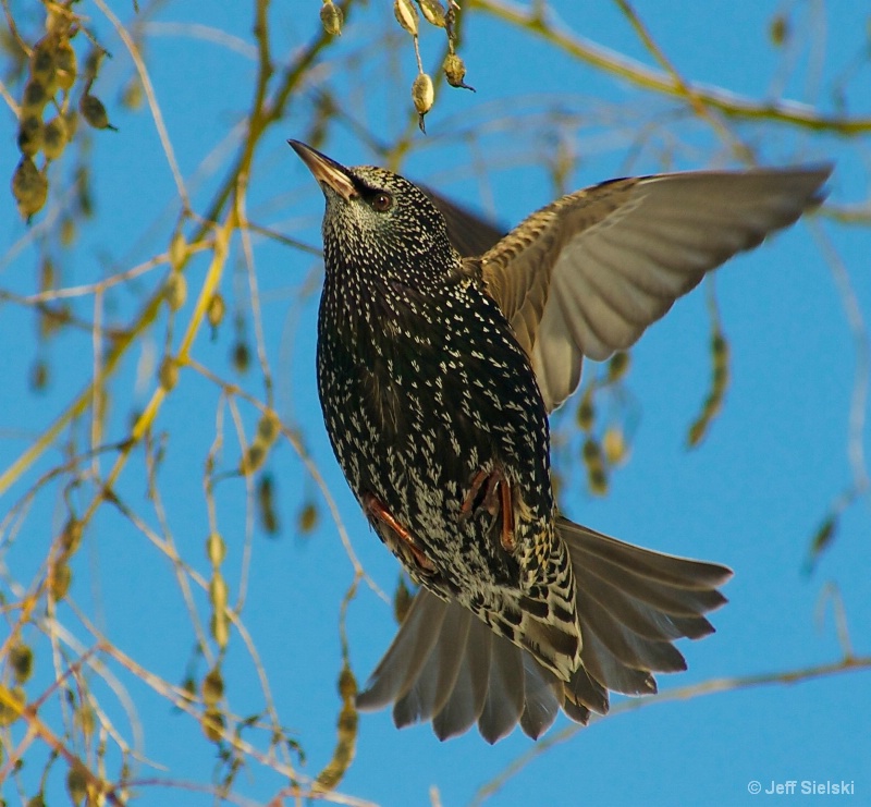 Flying To Food!!  European Starling