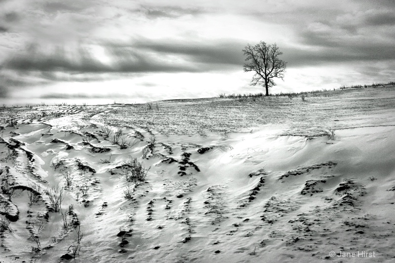 Windswept Winter