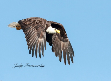 Bald Eagle