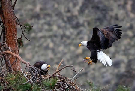 Bringing Dinner