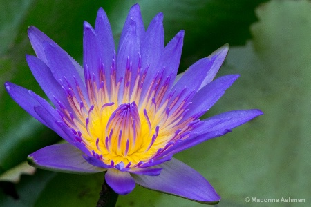 Water Lilly Wonders!!