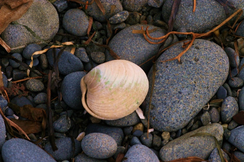 Sea Shell by the Shore