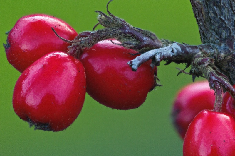 Small Red Berries