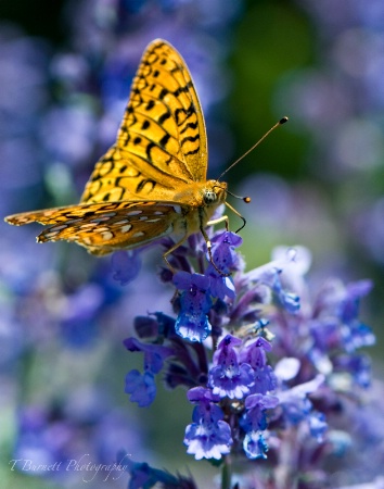 Fritilary