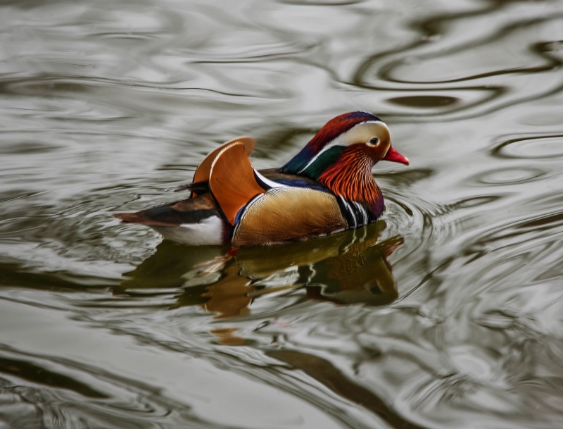 Mandarin Duck making waves