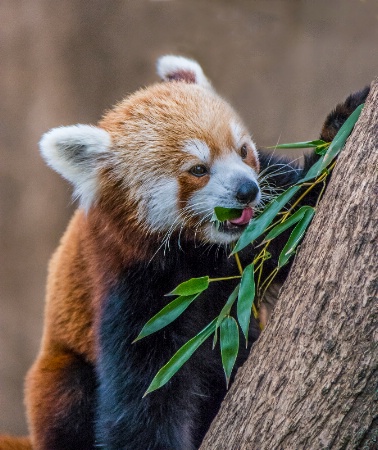 Red Panda