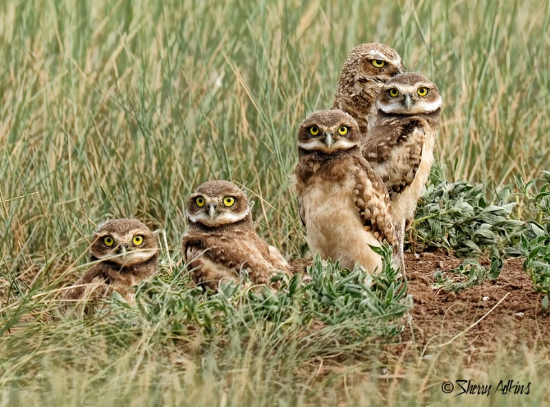 Burrowing Owls
