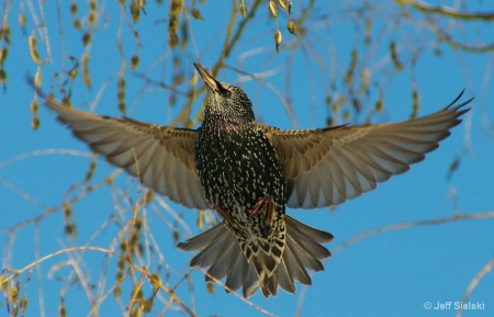 All Stretched Out!!!  European Starling