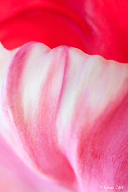 Red Tulip Abstract 