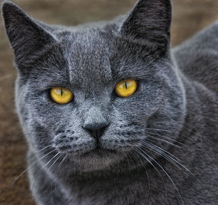 Mountain Lion Eyes