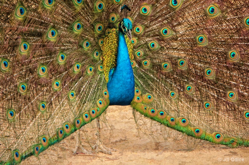 Pretty As A Peacock 