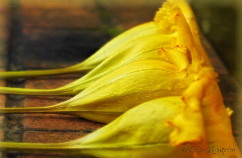 Yellow Wall Flowers