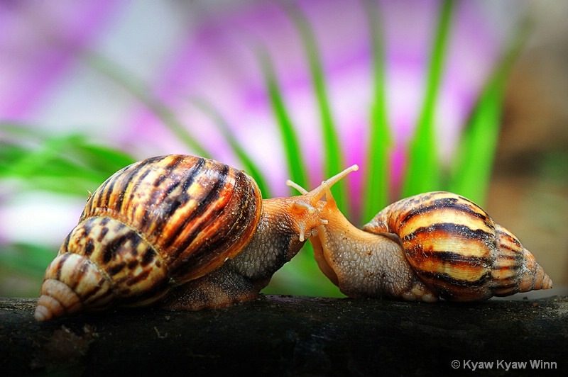 Friendship of Nature