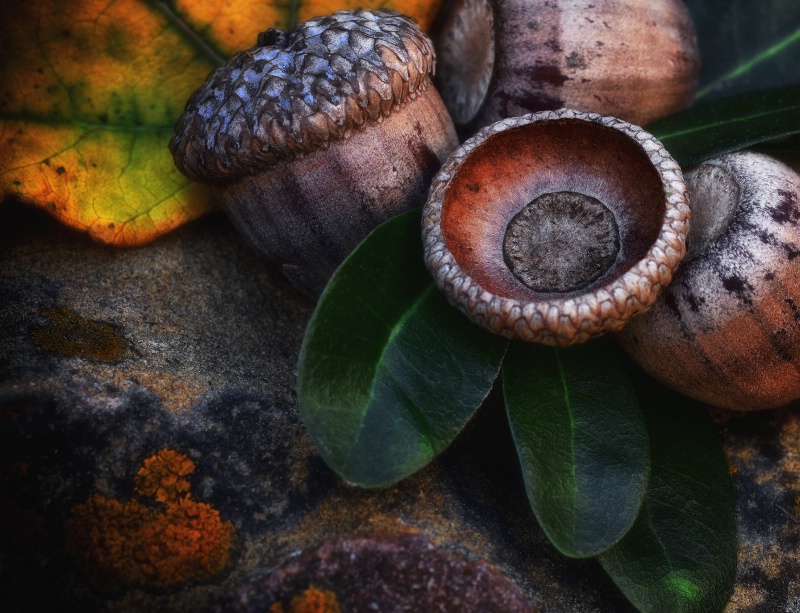 Acorns In Autumn