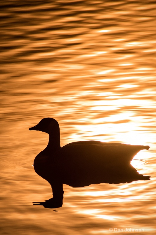 Canadian Goose Silhouette 110