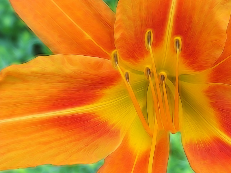 Orange Lily