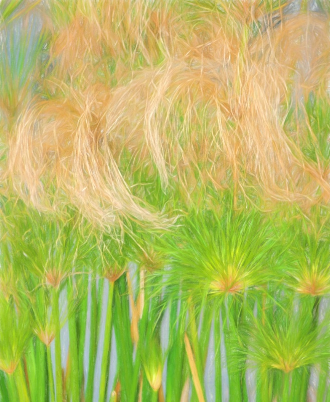 Tall Grasses