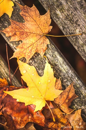 GRAPHIC LEAVES