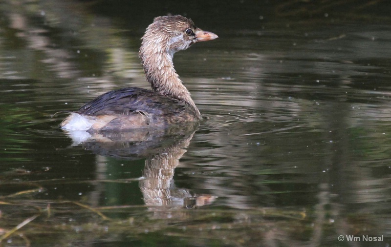 Pied Billed Grebe