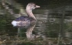 Pied Billed Grebe
