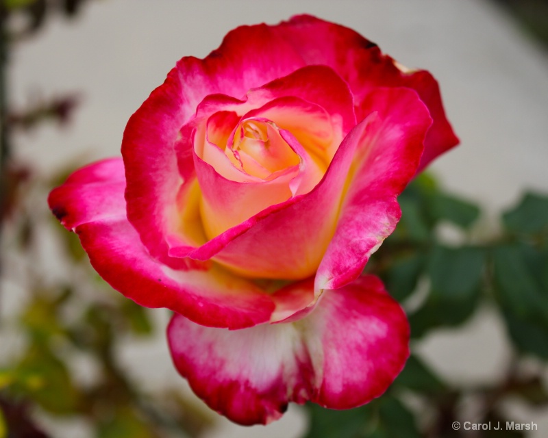 Lovely rose