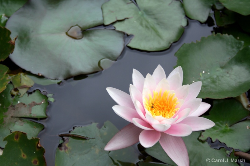 Lonely water lily