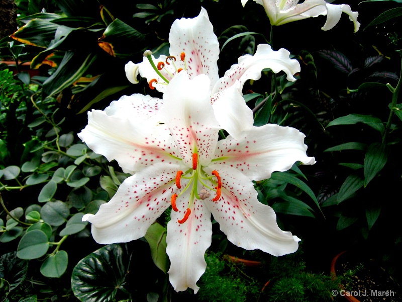 White star lily