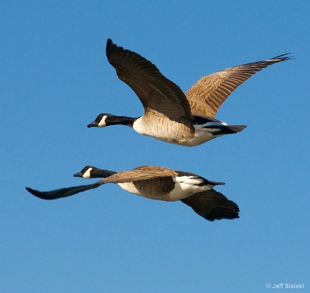 2 Friends!!  Canada Geese In Flight 