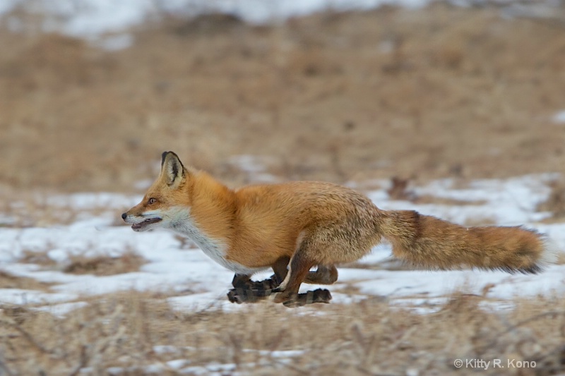 Fox Trot - ID: 14831485 © Kitty R. Kono