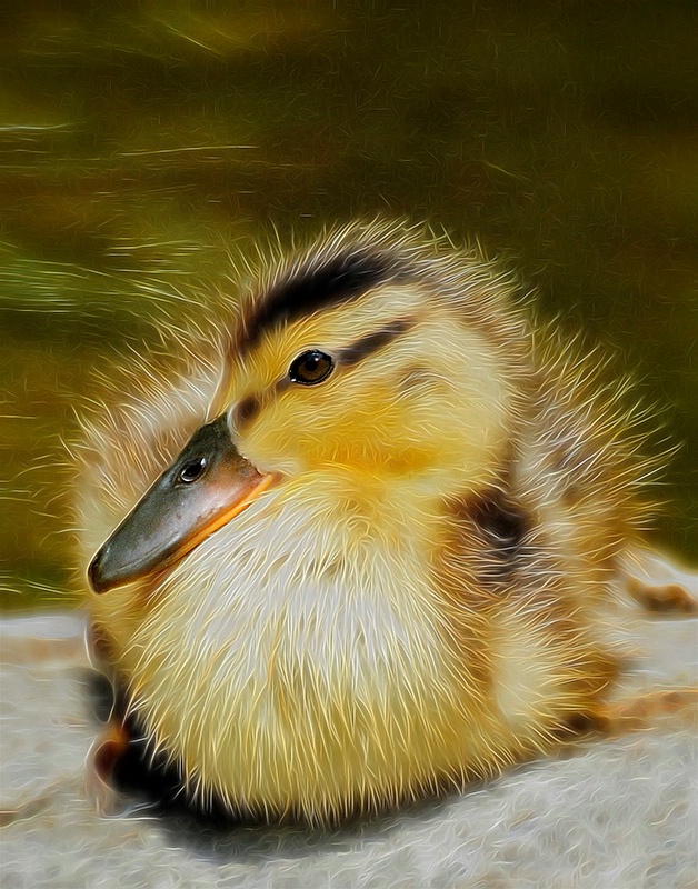 Fuzzy Ducky