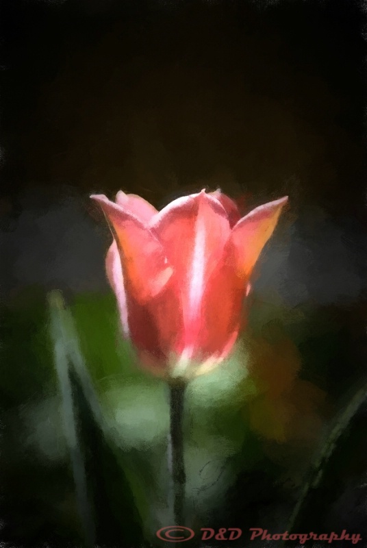 Painted Spring Flower
