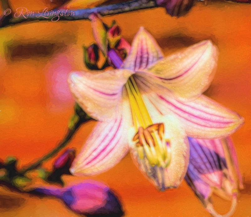 Hybrid Hosta Flower