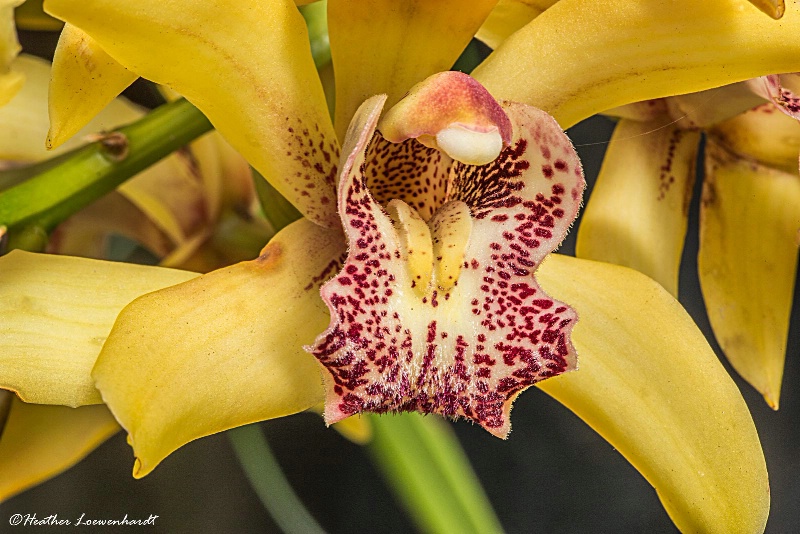 Orchid Opening