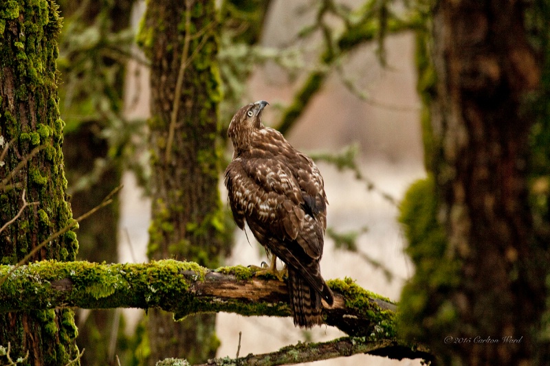 Hawk of the Woods 