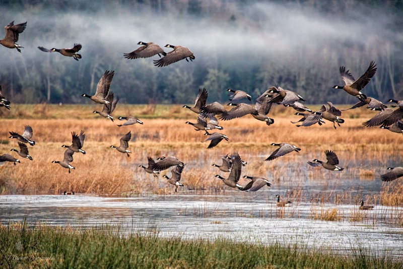 Morning at the Delta